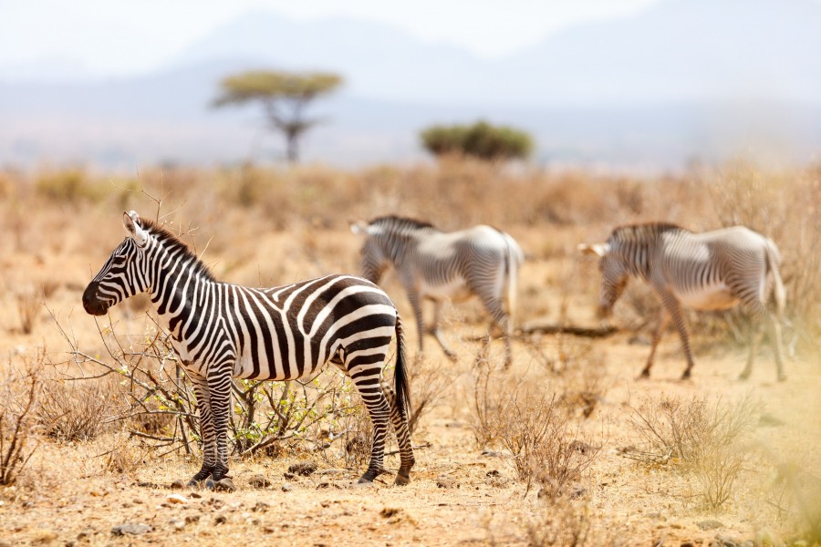 Pourquoi se rendre à Arusha en Tanzanie ?