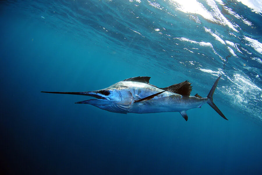 Où pratiquer la pêche au gros dans le monde ?