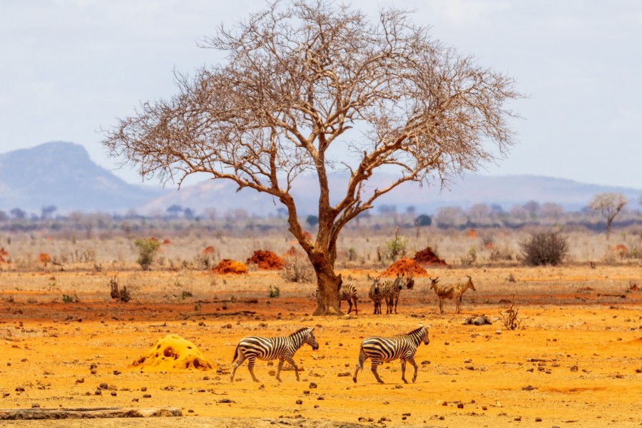 Quelles sont les meilleures périodes pour visiter Arusha en Tanzanie ?